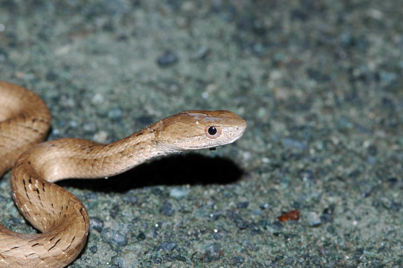 油罗山的拦路蛇